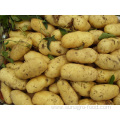 High Yield And Quality Potatoes